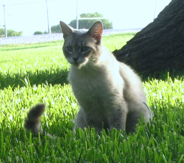 Milo