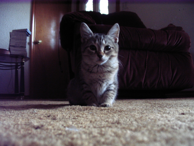 Miss Sniffles (2007) Miss Sniffles