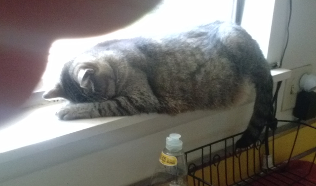 Miss Sniffles